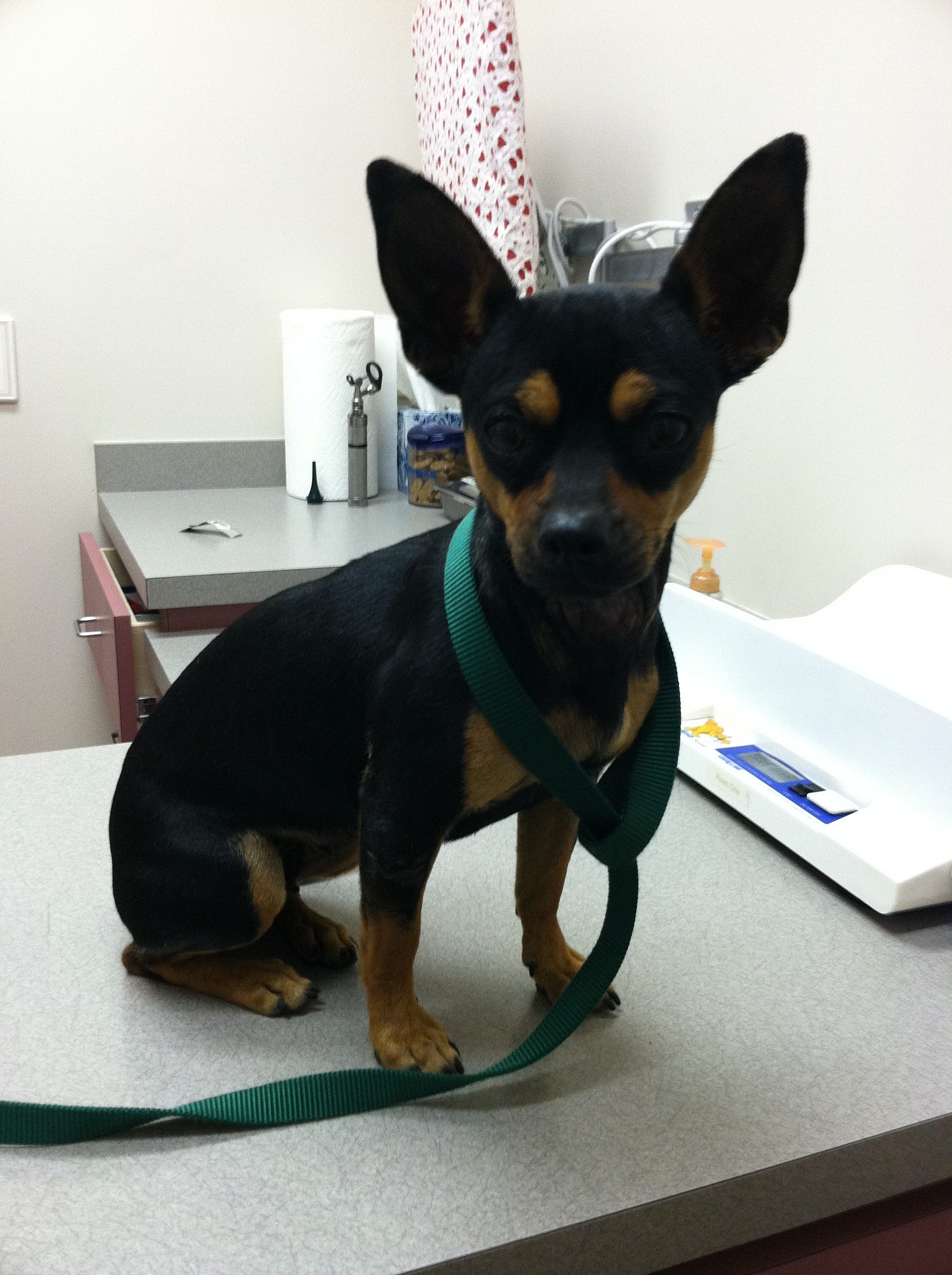 black dog sitting on the counter of a veterinary office
