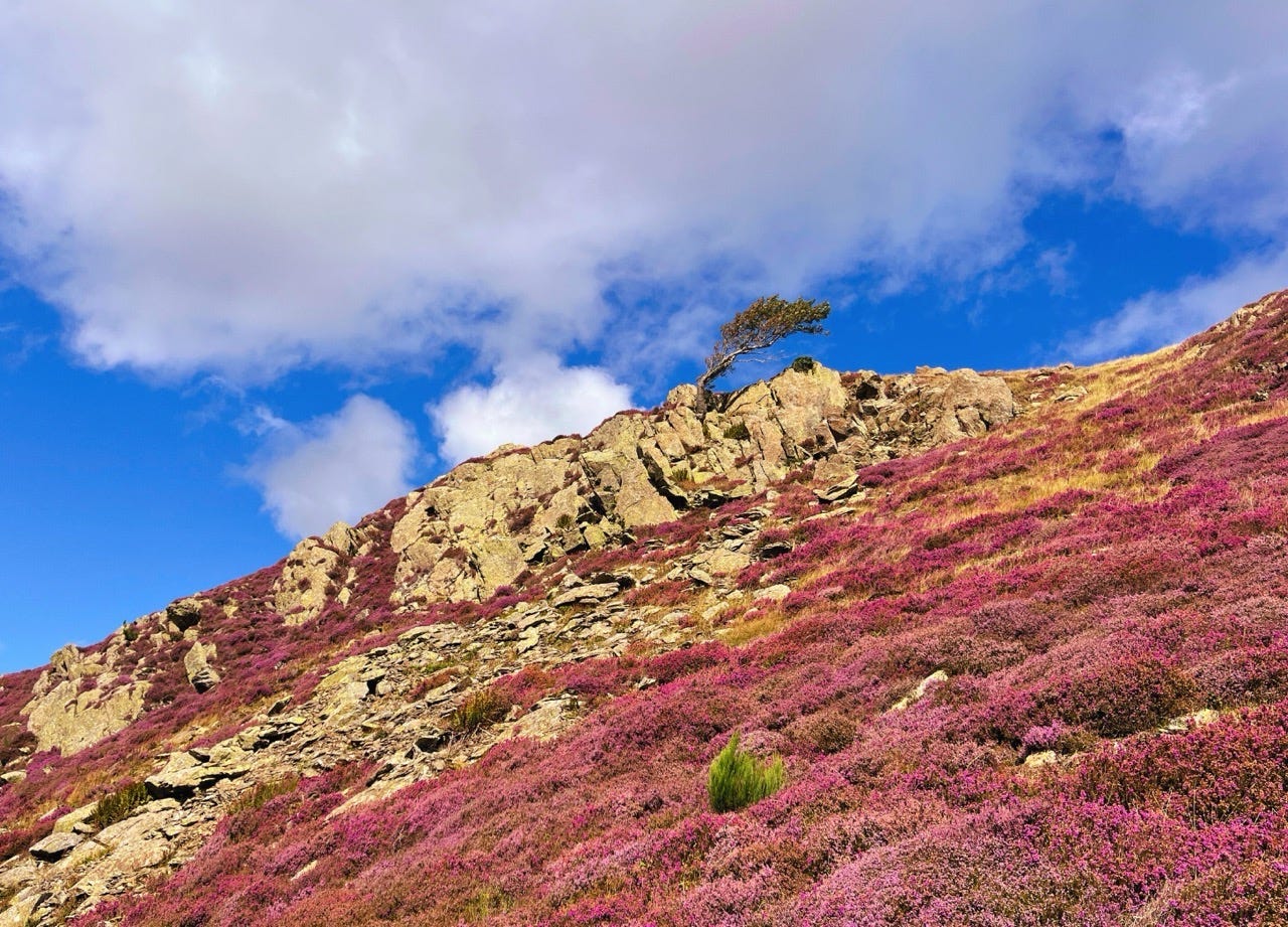Most founders only talk about burnout after the crash. But burnout doesn’t start with collapse. It starts with small signals we’re trained to ignore. Mich Bondesio’s thoughts on why burnout is a leadership risk, not a personal failing for Creating Cadence on Substack. Image of purple heather and a lone tree on top of a rocky ridge against a blue sky in the Lake District.