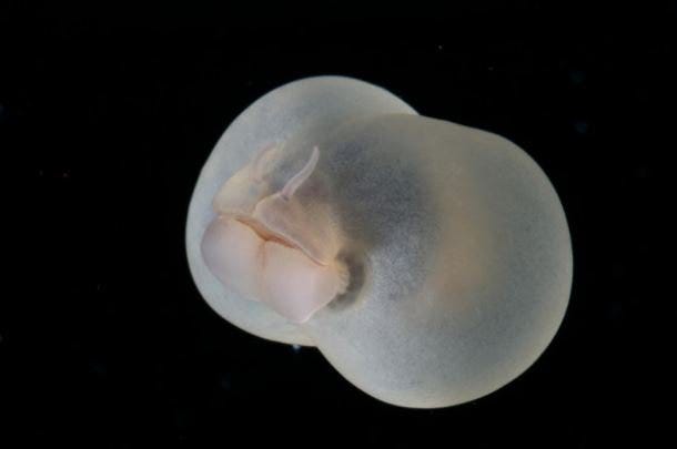 Chaetopterus pugaporcinus Pigbutt worm