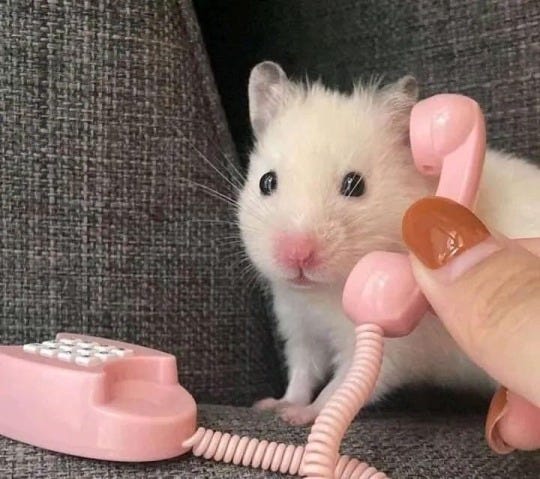 a small white mouse sits on a sofa and in front of it is a tiny pink touch dial phone with a curly cord. A human hand holds the headset bit of the phone up to the mouse's ears. What does the mouse hear? Unclear, but its little mouse face looks pensive.