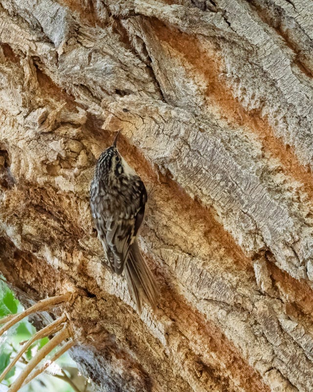 20260325-Tubac-180-Edit.jpg 20260325-Tubac-180-Edit.jpg