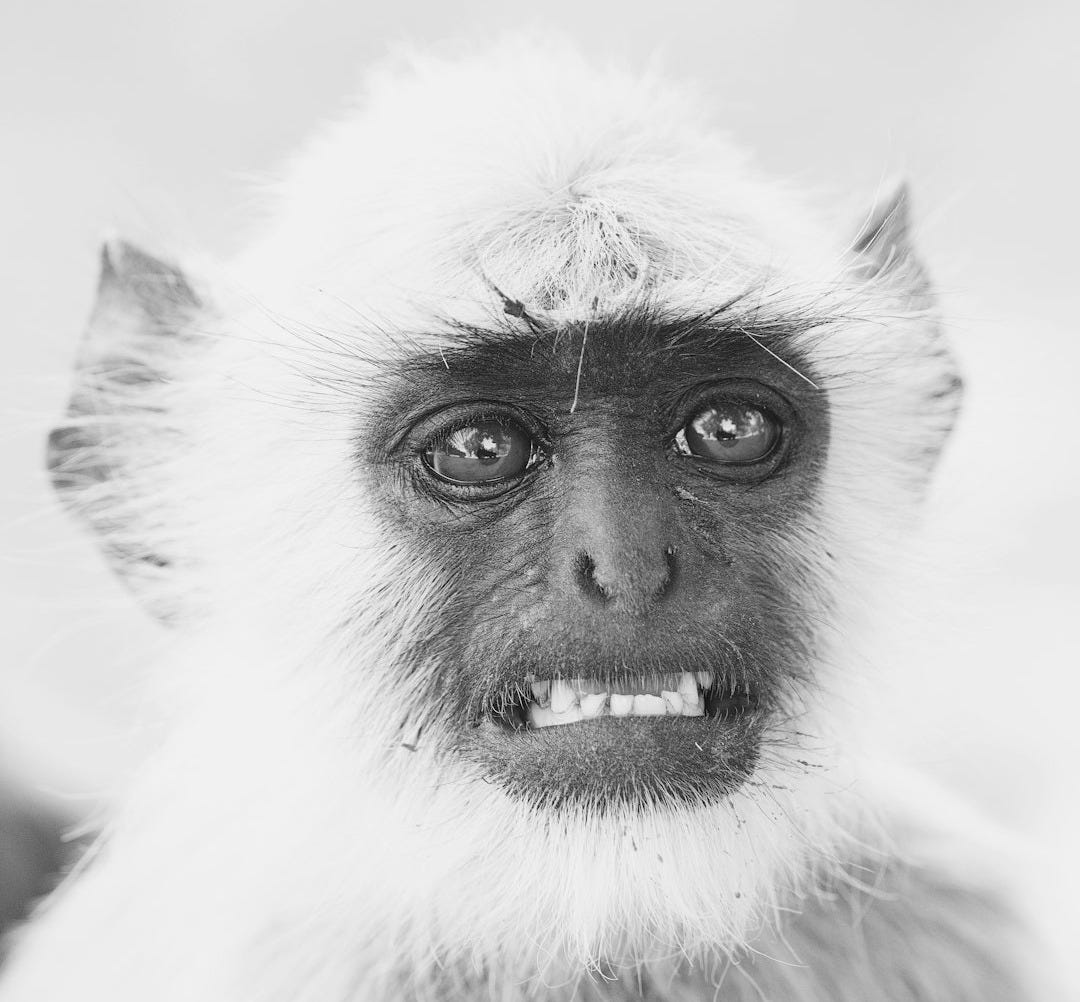 grayscale photo of primate