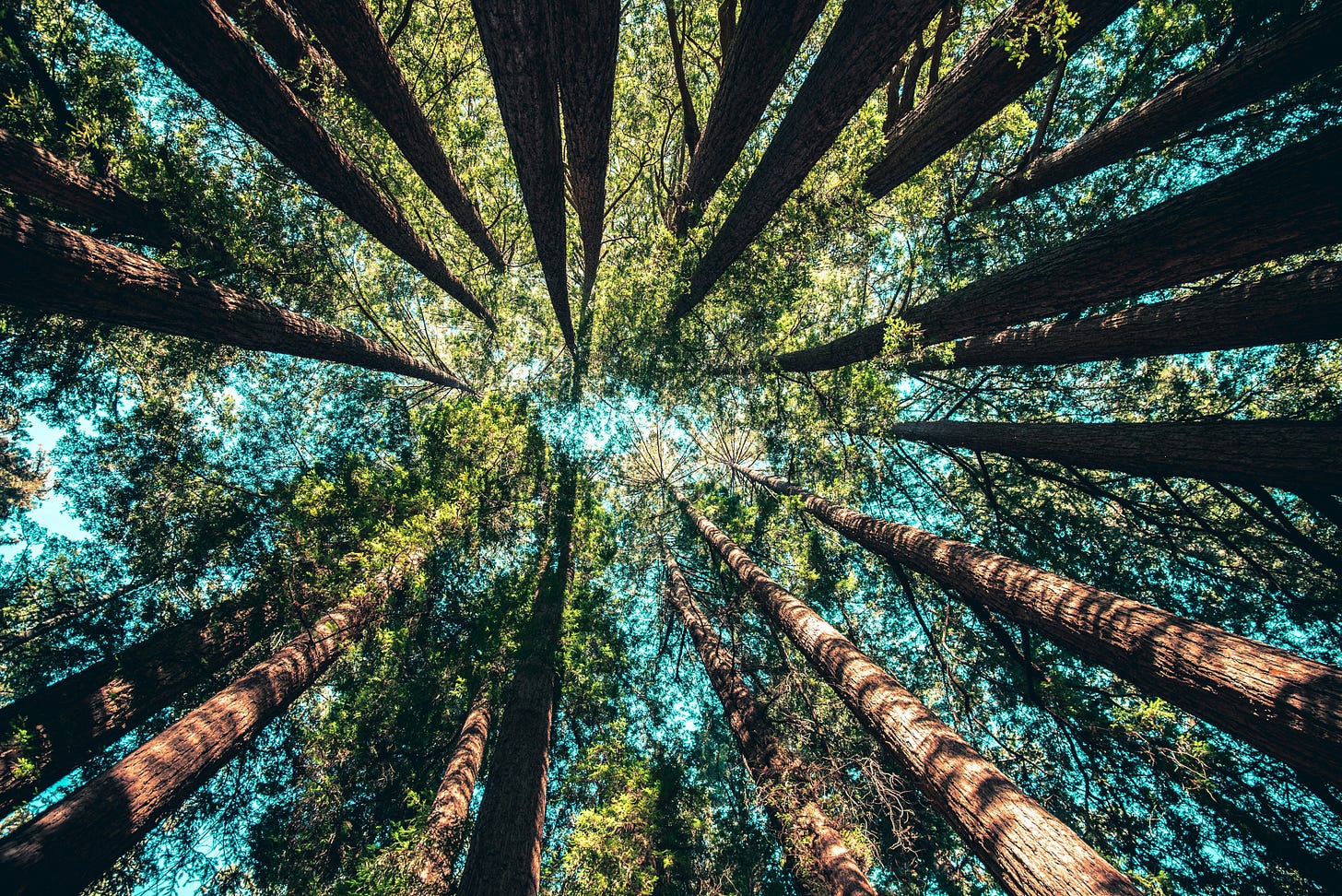 sequoia trees stretching to the sky on a sunny day
