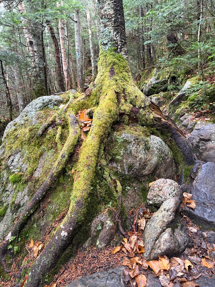 a man and woman at trailhead sign at Falling Waters in NH and tree roots growing over a boulder