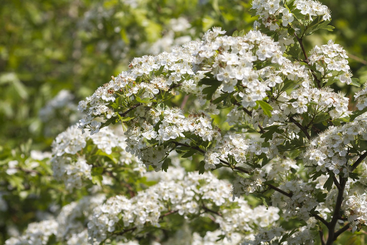 Hawthorn tree in spring