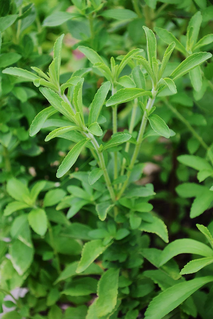 various annual herbs