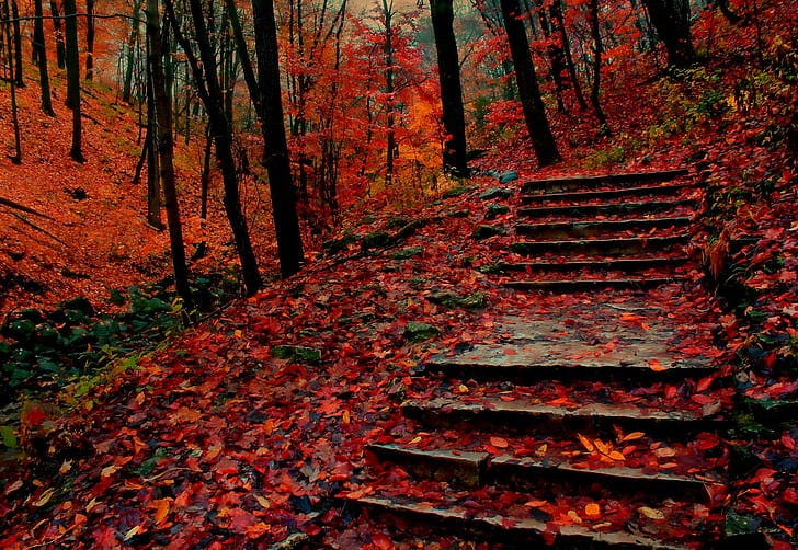 Stairs steps in a forest with red leaves

AI-generated content may be incorrect.