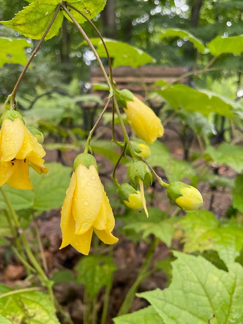 Yellow waxbells, Kirengeshoma, I met first in the pages of this book.