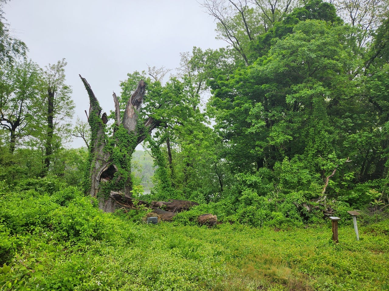 The Clement Oak and the First Air Voyage in America