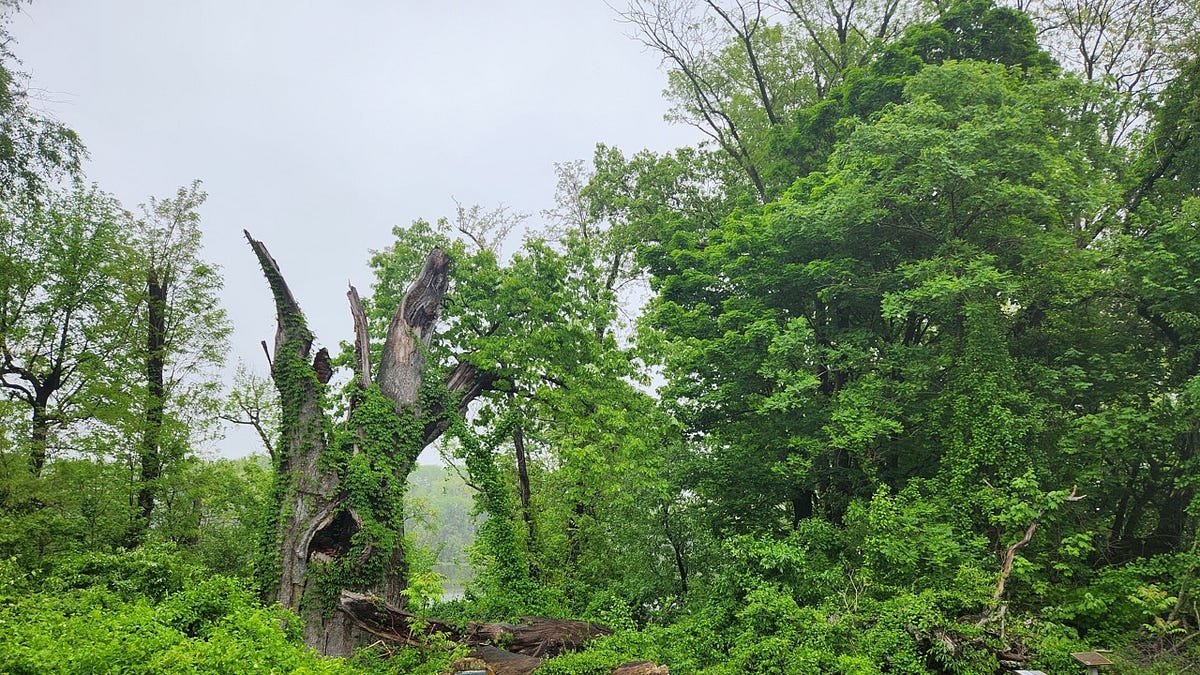 The Clement Oak and the First Air Voyage in America