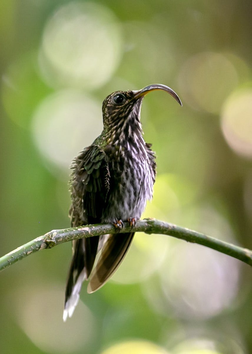 It's a small bird, dark brown with hints of green around its nape, defiant eye, and a sharply curved bill, as you'd expect from the name.