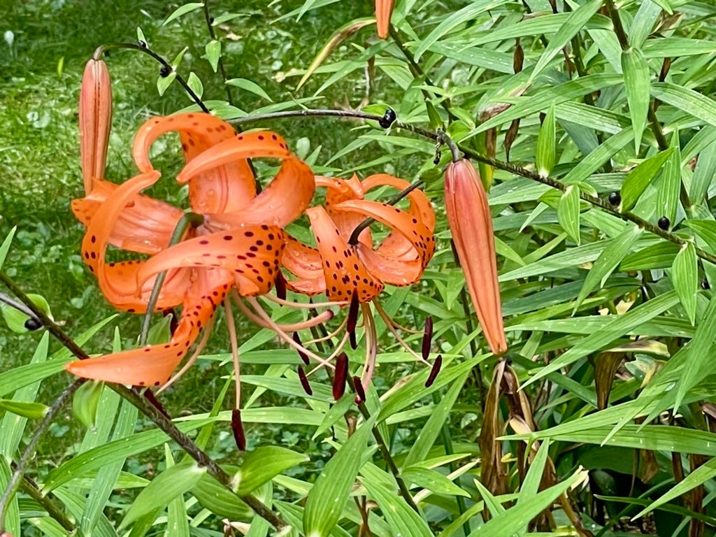 Orange flowers on a plant

Description automatically generated