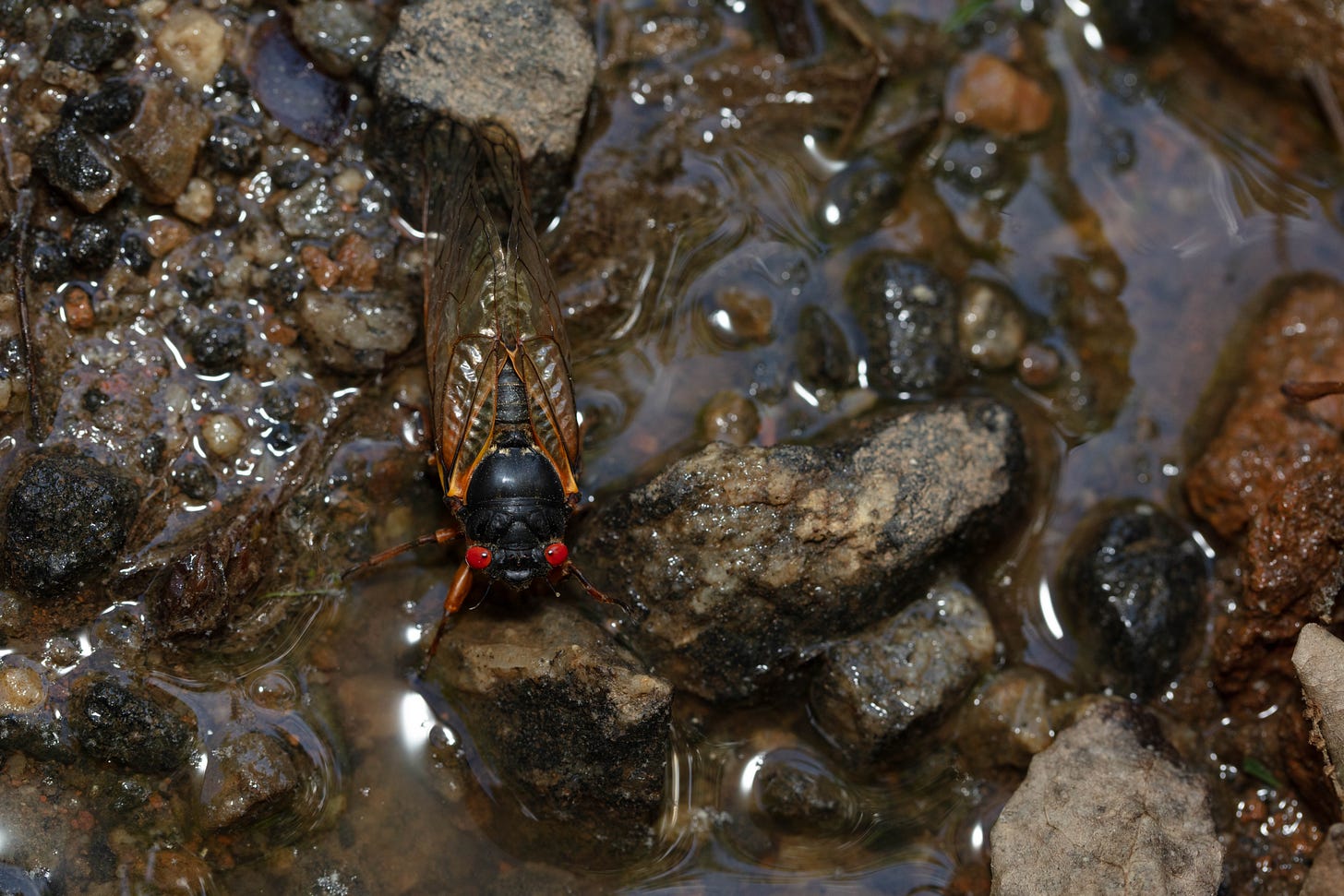 Overhead view of a shallow, rocky puddle with sunlight reflecting off the water and a cicada standing in a shallow part of the puddle. The cicada has a black body, orange-veined transcluent wings, and bright red eyes.
