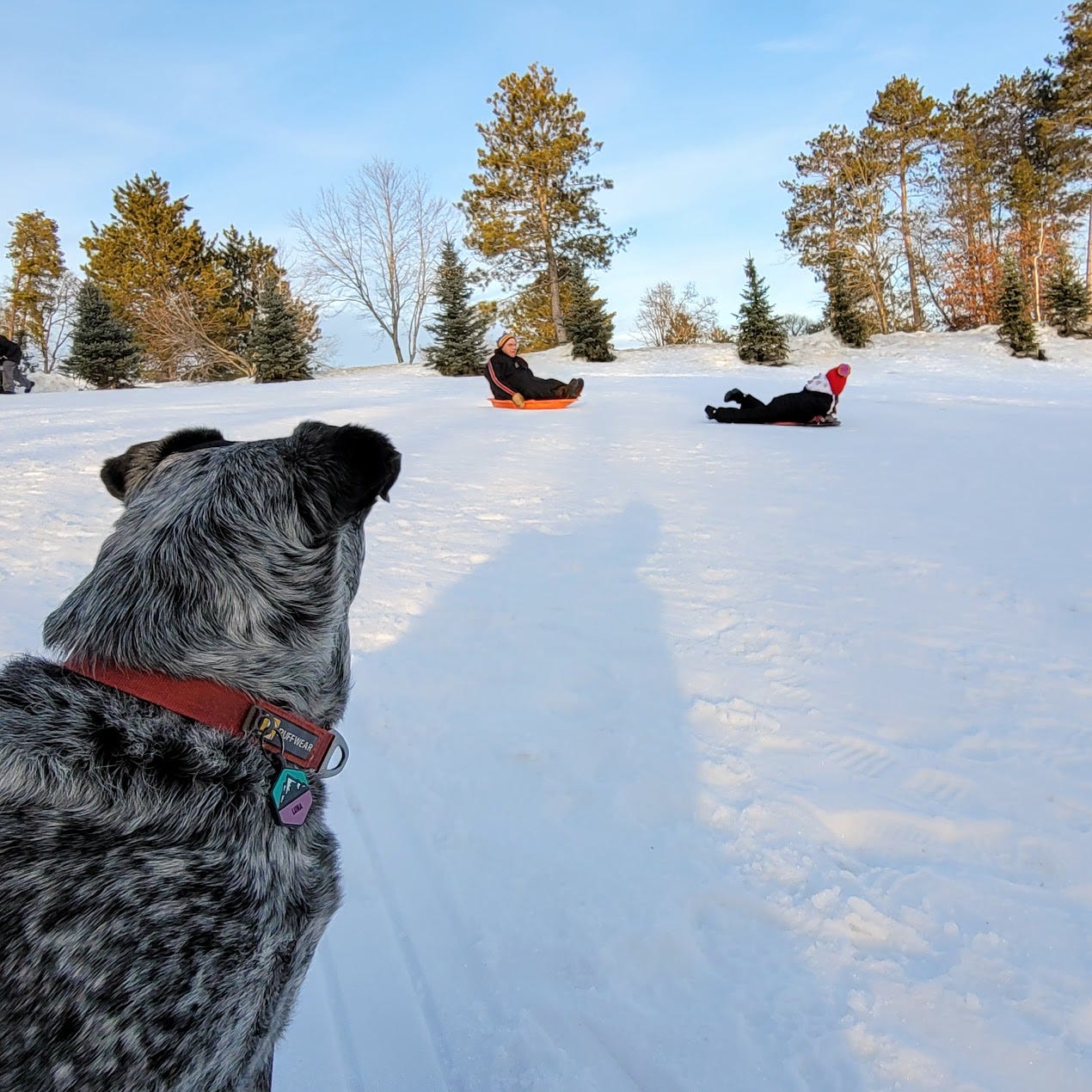 Luna overseeing the sledding session.
