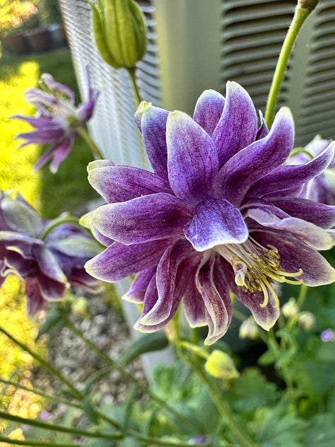 different colored Columbine flowers - purple, pink, purple and white, burgundy, orange and yellow