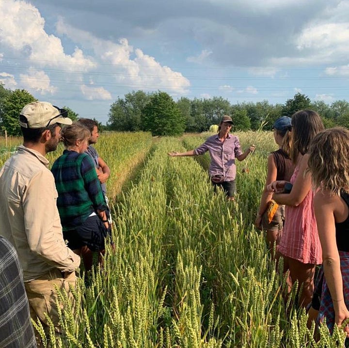 Top two photos: Cambs Farms Growers also have an educational field receiving visits from schools, universities, agricultural and conservation groups; Bottom two photos: Flourish Produce have a mixed farm of heritage grains, cut flowers and vegetables, and host tours/educational visits.