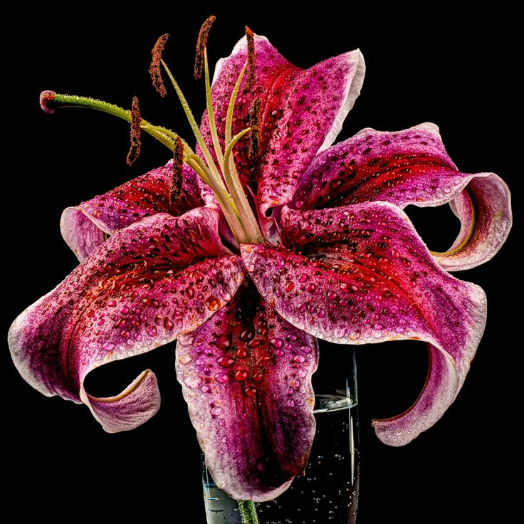 lilies don't lie: anecdotes from a tender soul