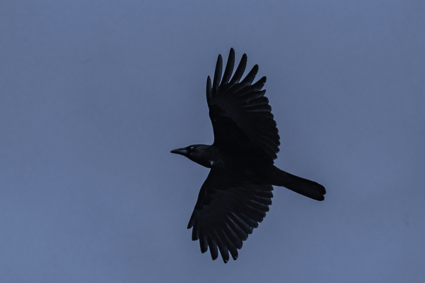 A Crow flying in dim light against a grey-blue sky A Crow flying in dim light against a grey-blue sky