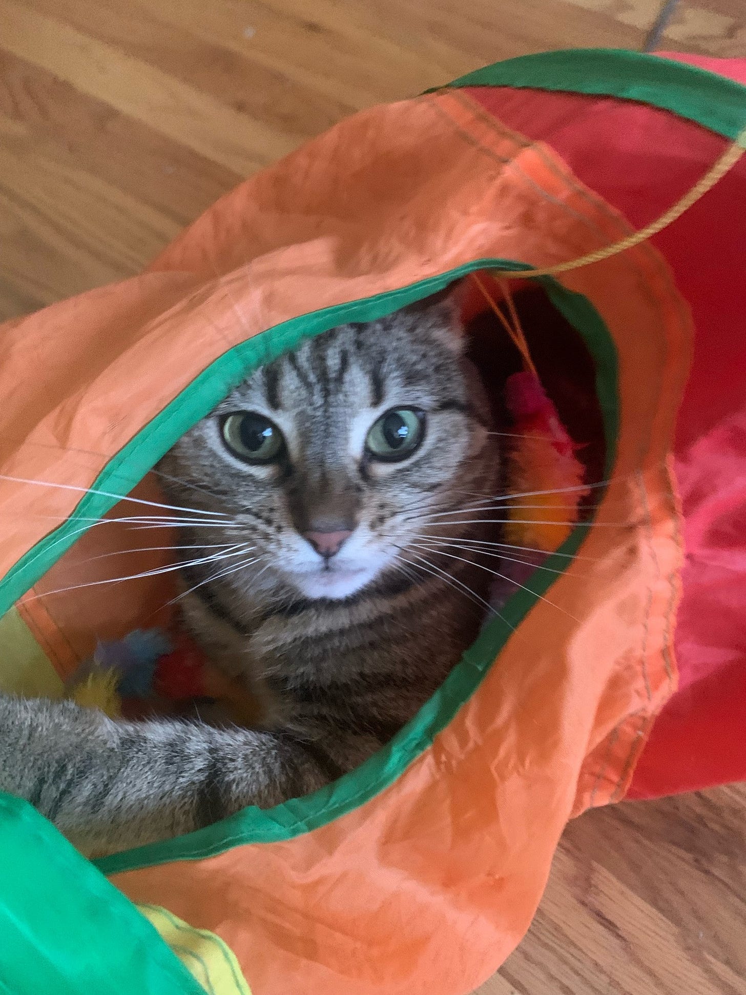 Tabby cat living her best life in the rainbow tunnel.