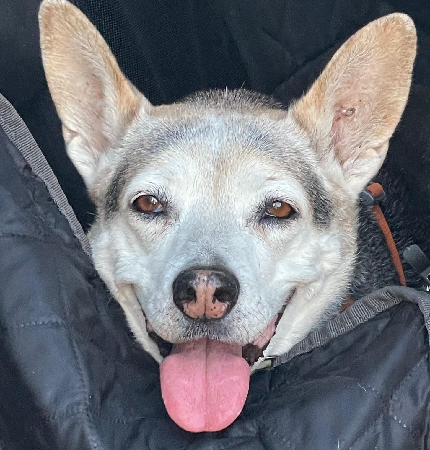 picture of Kimi the dog's face with her ears up and tongue out