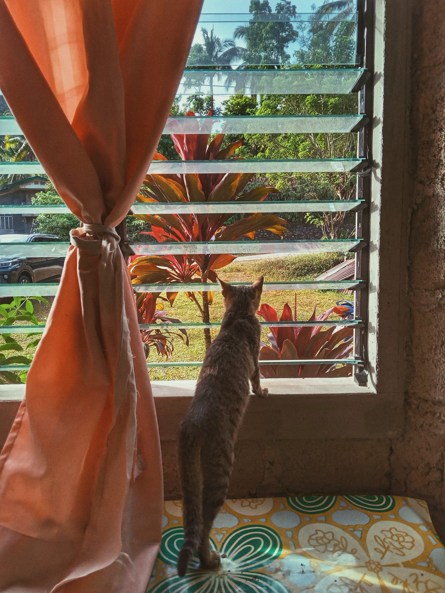 A tabby cat gazes through louvered windows at a tropical garden with colorful plants and palm trees outside.