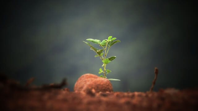 Seedling in desert