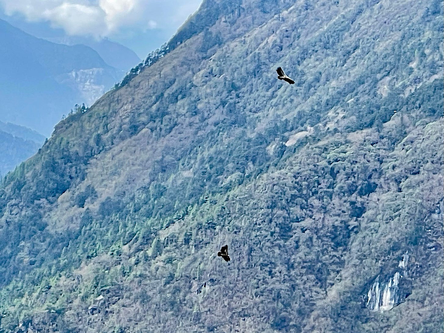 Lammergeiers soared through the valley below us.