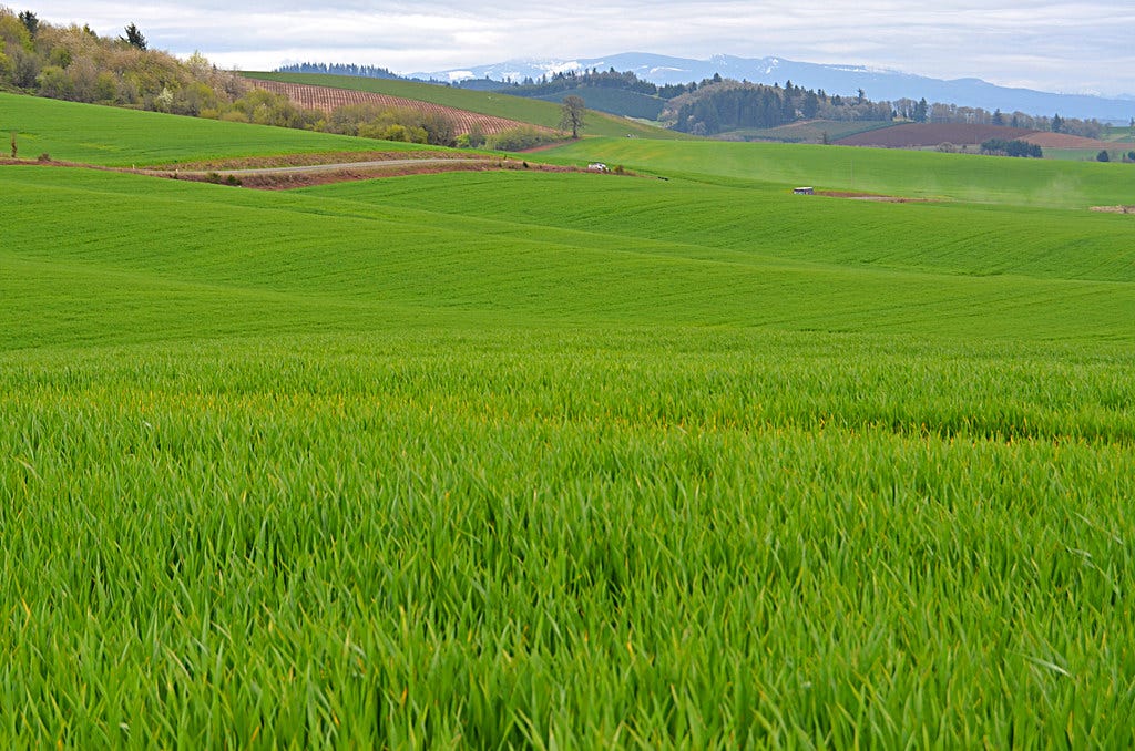 Oregon's Fields Of Green Grass Oregon's Fields Of Green Grass