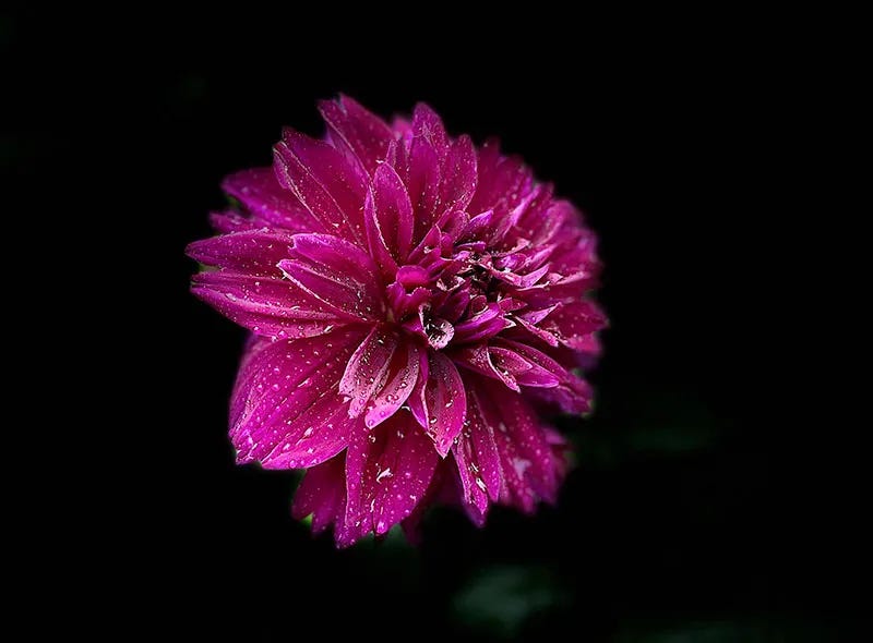Dahlia Sixburnersue
