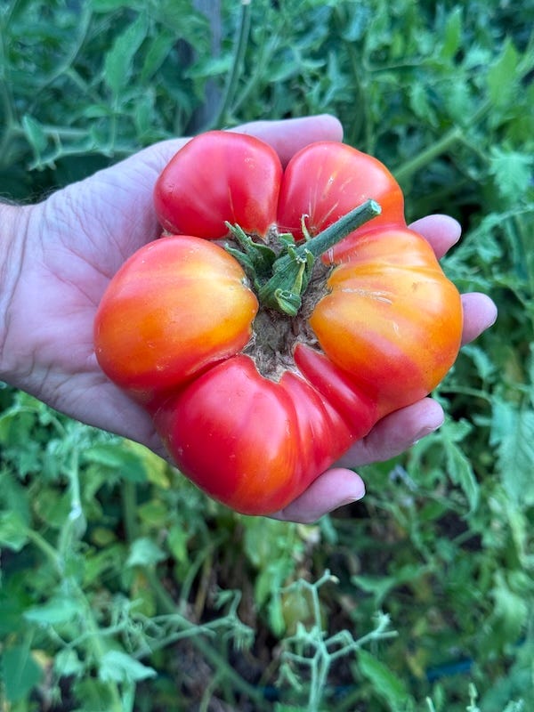 Left a whole tomato in a man's hand, right same tomato chunky cut into a glass bowl.