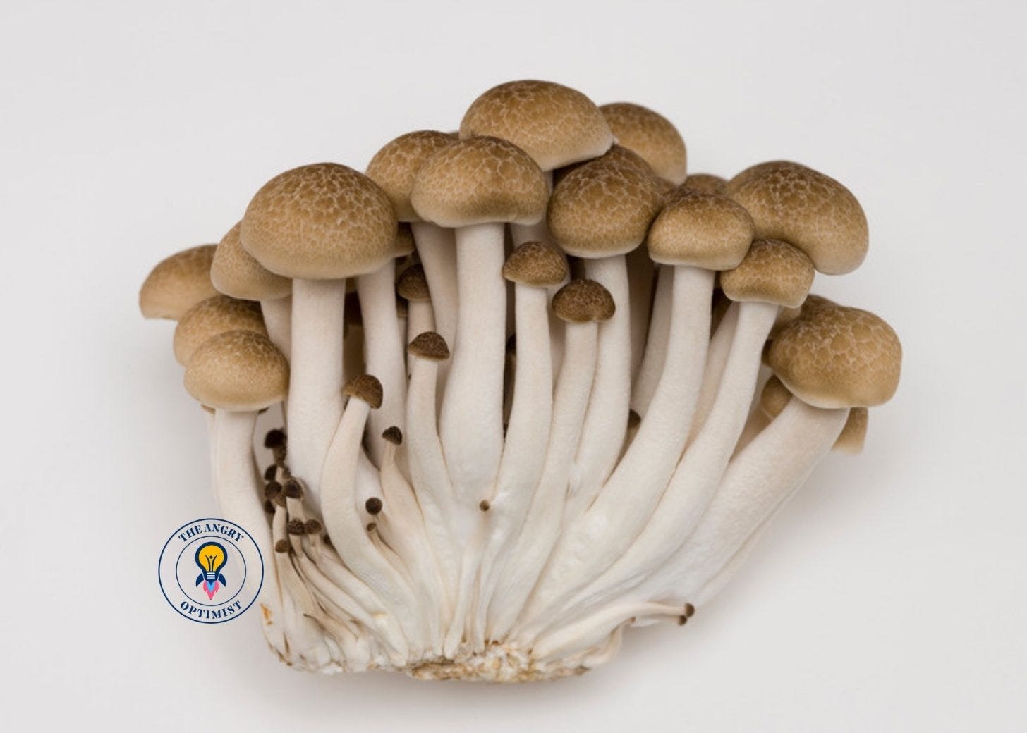 Shimeji mushrooms against a white background Shimeji mushrooms against a white background