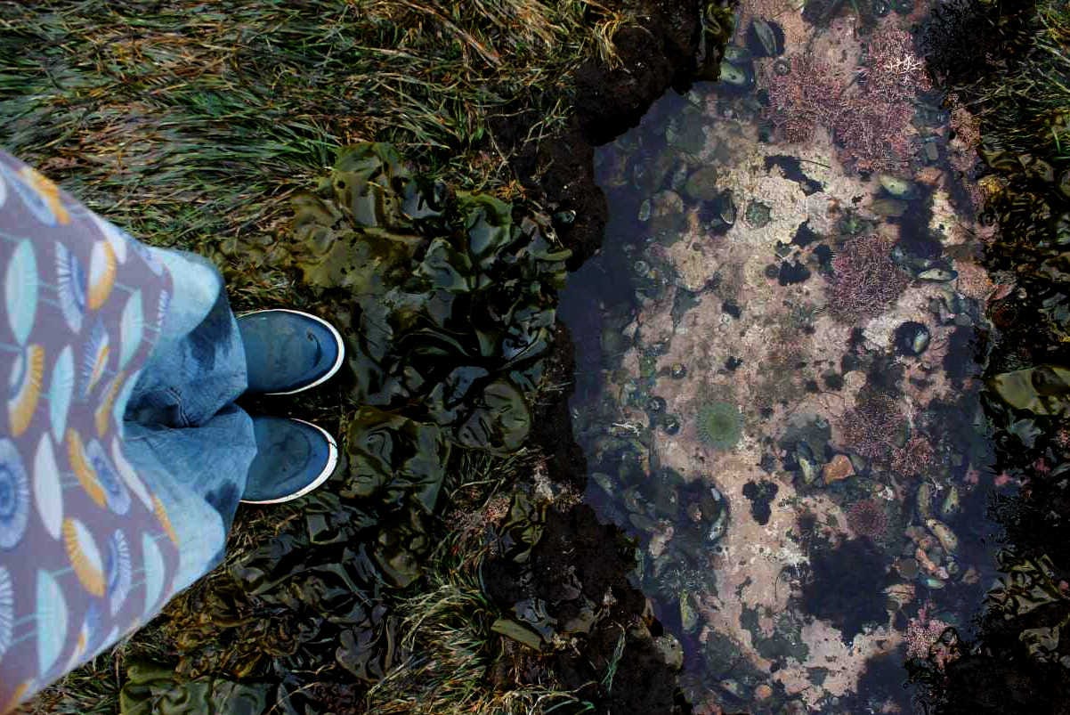 The author's feet in boots are visible in the left of the frame standing on kelp and eelgrass on the edge of a tidepool