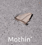 a moth is sitting on a concrete surface with the words `` mothin '' written above it . a moth is sitting on a concrete surface with the words `` mothin '' written above it .