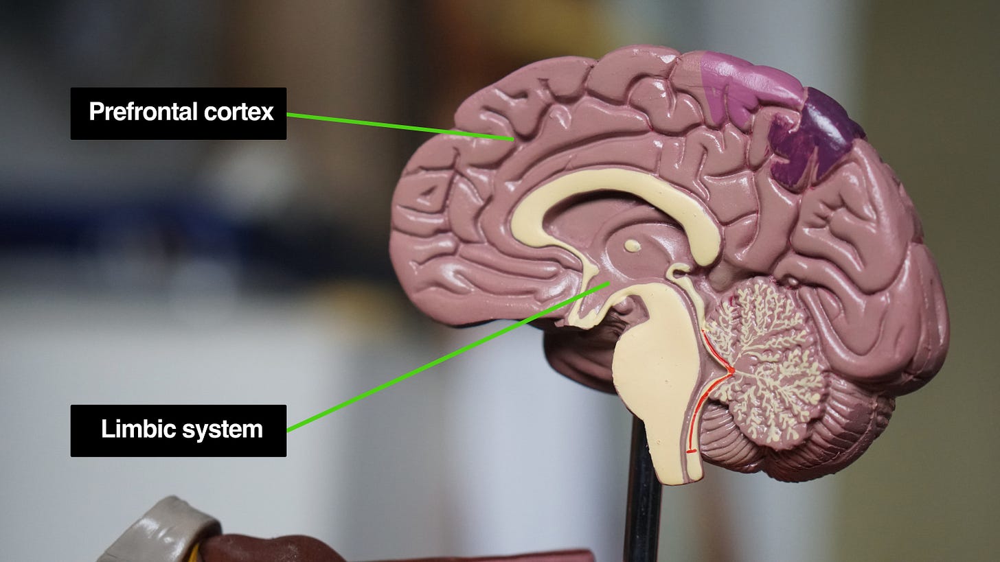 A brain sliced up in the middle showing the prefrontal cortex and the limbic system. A brain sliced up in the middle showing the prefrontal cortex and the limbic system.