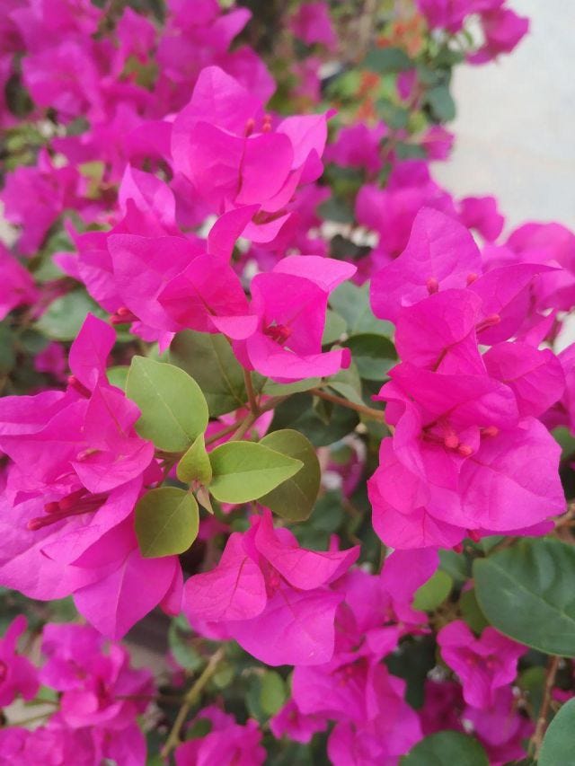 A close up of pink bougainvilla
