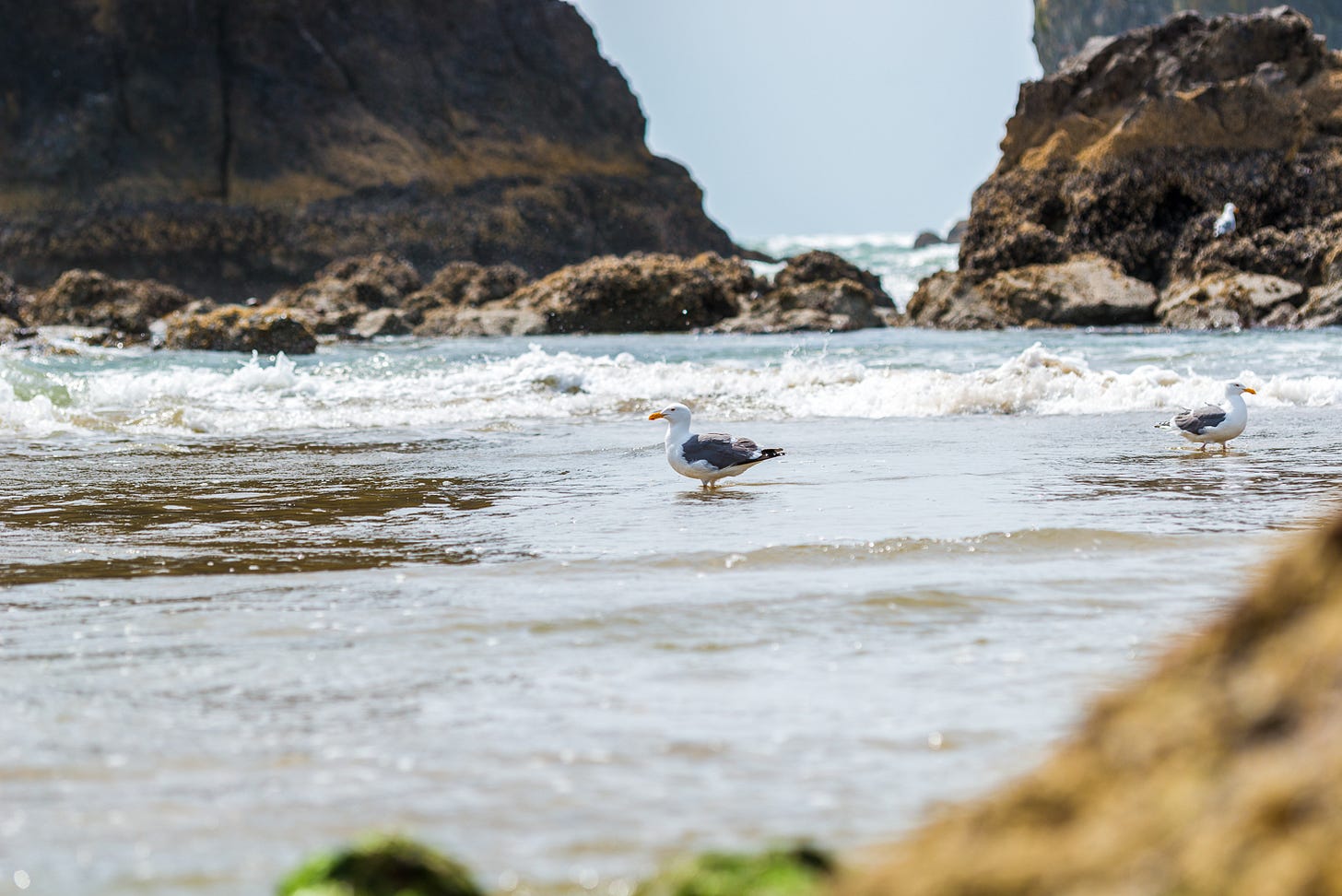 Two seagulls waiting into the ocean surrounded by rocks.