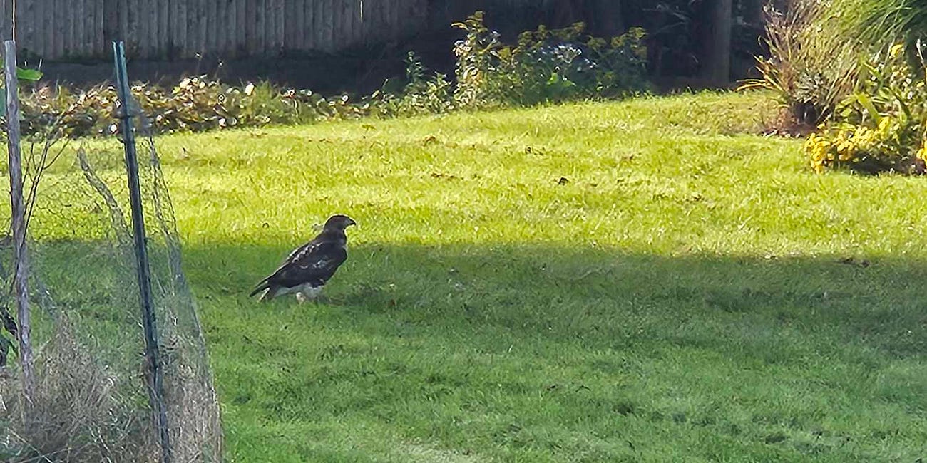 A Chance Encounter with a Red-tailed Hawk