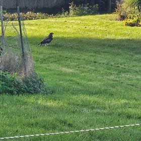 A Chance Encounter with a Red-tailed Hawk