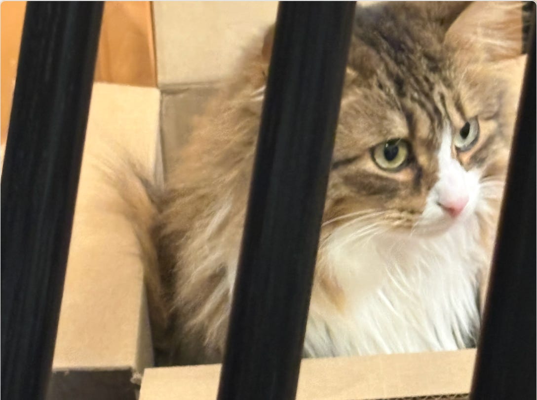 calico kitty sitting in small box behind bars (of chair); looking to side with wide green eyes
