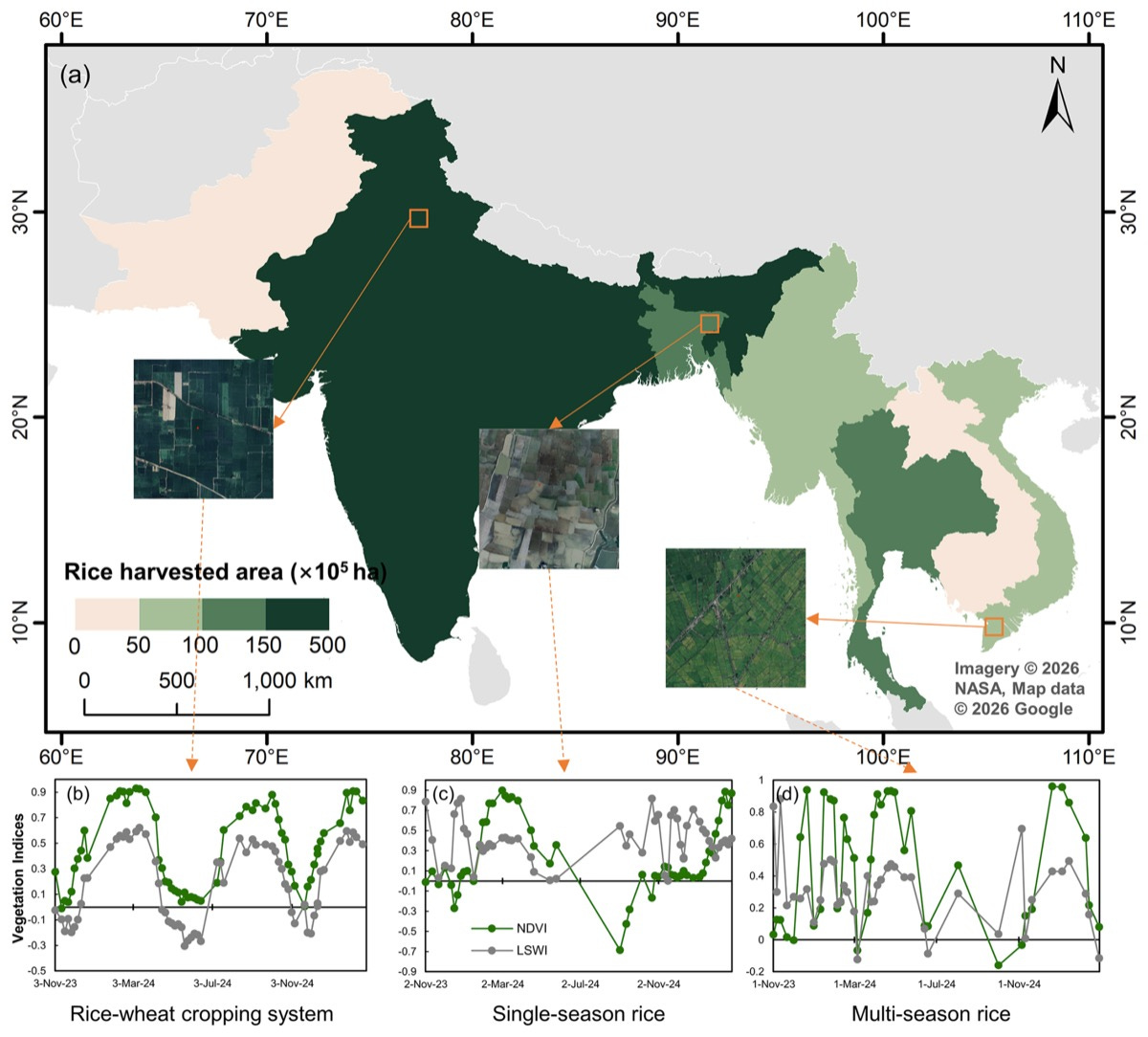 Paddy rice distribution and cropping intensity