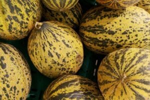 melons