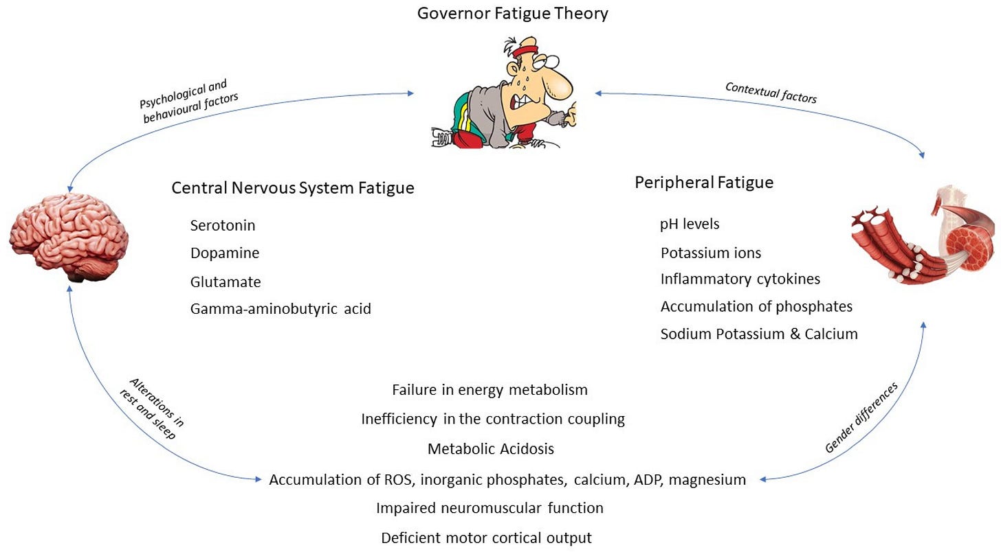 IJERPH | Free Full-Text | Central and Peripheral Fatigue in Physical  Exercise Explained: A Narrative Review