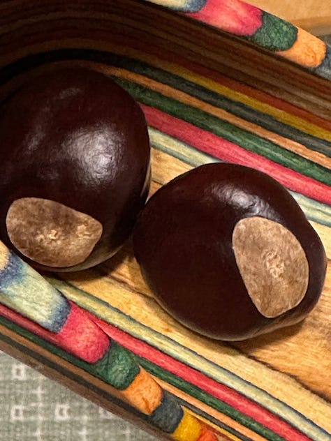 fruits on Ohio buckeye tree, the interior walls of open fruit capsules, and the buckeye seeds.