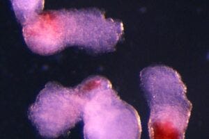 The team observed the emergence of the three-dimensional embryo-like structures under a microscope in the lab. These started producing blood (seen here in red) after around two weeks of development - mimicking the development process in human embryos.
