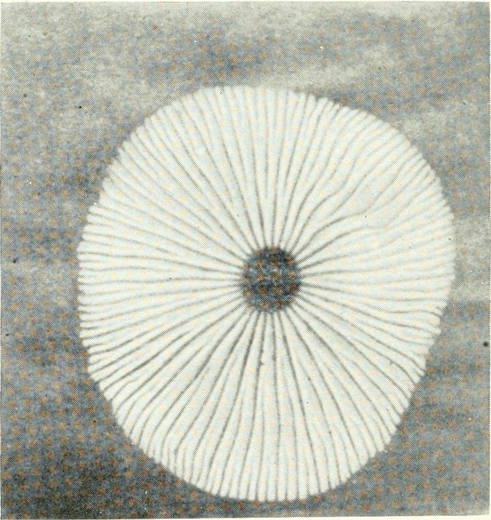 An old print of the underside of a mushroom (which also looks a bit like an eye, with a pupil at the center)