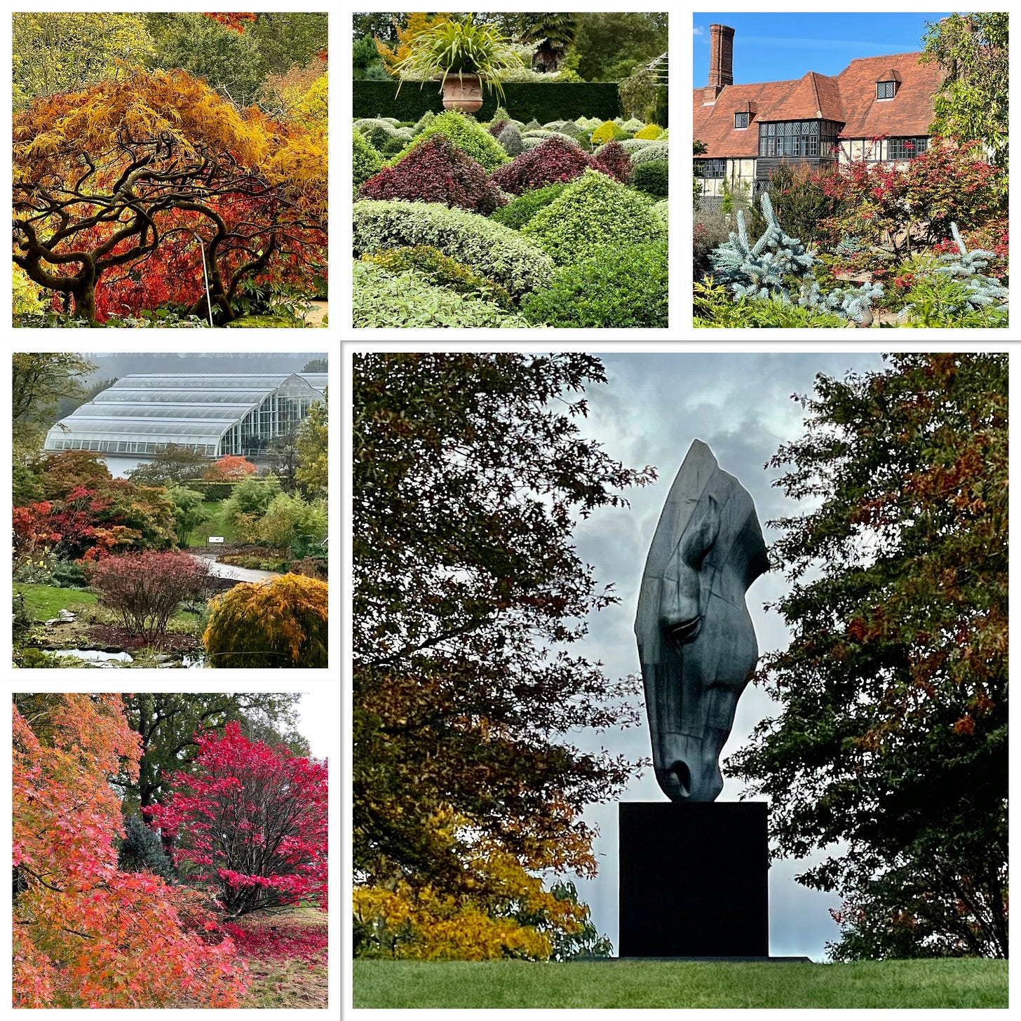 Autumn garden colours 