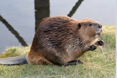 Beaver | Pest Information & Prevention Tips