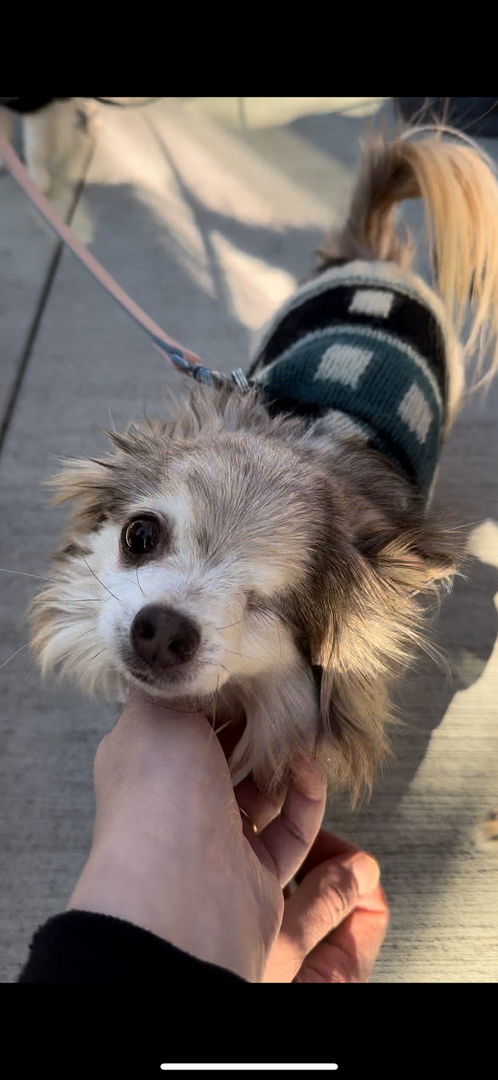 two chihuahuas receive pets