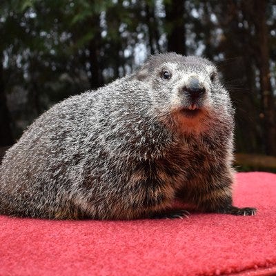 Punxsutawney Phil (@GroundhogClub) / Twitter
