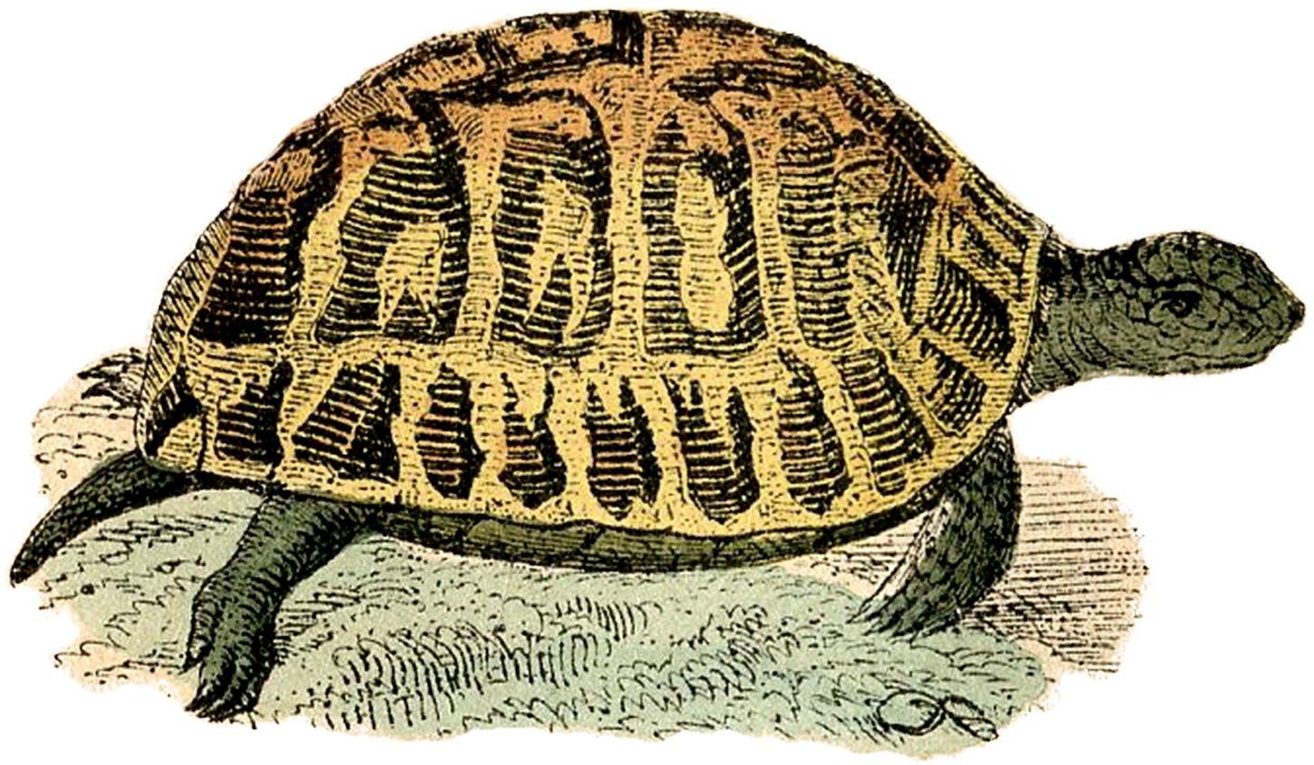 558d3e84-2c18-11eb-a3d0-06b4694bee2a%2F1609539939155-Vintage-Turtle-Image-GraphicsFairy.jpg